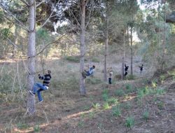 Fıstıkçamı Hasadı Başladı