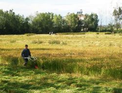 Çeltik Üreticileri, Açıklanacak Fiyatın 1,4 Liradan Yüksek Olmasını Bekliyor