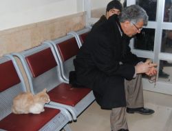 Vefakar Kedi, Sahibini Hastanede De Yalnız Bırakmadı