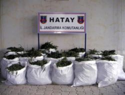 Hatay’da 160 Tonluk Esrar İmalinin Önüne Geçildi