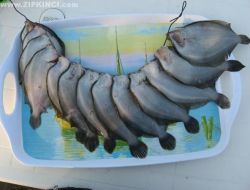 DİL VE PİSİ BALIĞI AVCILIĞINA YASAK GELDİ