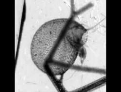 Dünyanın En Hızlı Avlanan Etobur Bitkisi Keşfedildi