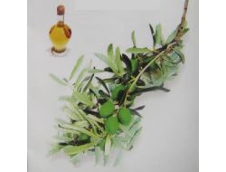 Akhisar 1. Ulusal Zeytin Kongresi Başladı