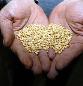 İthal buğdaya kapı mı açılıyor?