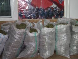 Trafik Kontrolünde Kamyonette 340 Kilogram Esrar Bulundu!