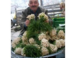 Sakarca Bitkisi Pazarlarda Satışa Sunuldu