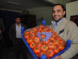 Manavgat Domatesi Kış Döneminde 1 Liradan Alıcı Buldu