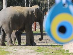 Türkiye'nin İlk Bebek Fili İzmirlilere 'Merhaba' Dedi