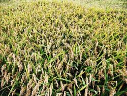 Edirne'de Çeltik Hasadı Başladı!