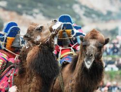Pınarbaşı’nda Deve Güreşi Festivali Renkli Görüntülere Sahne Oldu