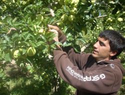 Elma Rekoltesini Artıran Isparta, Piyasa Payını Yüzde 40'a Çıkaracak