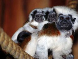 Avustralya’da Çalınan Tamarin Maymunları Bulundu