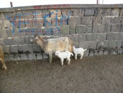 Şap Tehlikesi Olmayan Develi Hayvan Pazarı'nda Yoğunluk Yaşanıyor