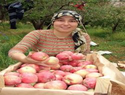 Tüccar 65 Kuruş Verince, Üretici Elmayı Soğuk Hava Deposuna Kaldırdı