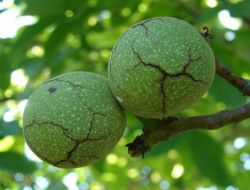 Ceviz Hasadı Başladı, Ürünü Sırıkla Vurarak Toplamayın