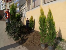 Ayancık'ta 6 Bin 500 Ağaç Fidanı Toprakla Buluşuyor