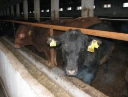 250 Angusta Hastalık Olduğunu İddia Ediyor!