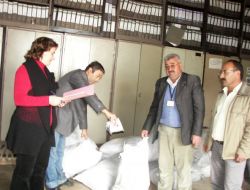 Tarla Fareleriyle Mücadelede Başarılı Olamayan Çiftçi Zehir Kullanacak