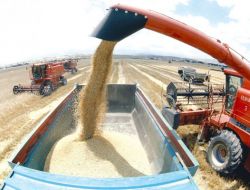 Türkmenistan Buğday İhracatına Başlayacak!
