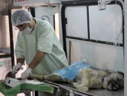 Ceylanpınar'da Belediye Başıboş Köpekleri Kayıt Altına Alıyor