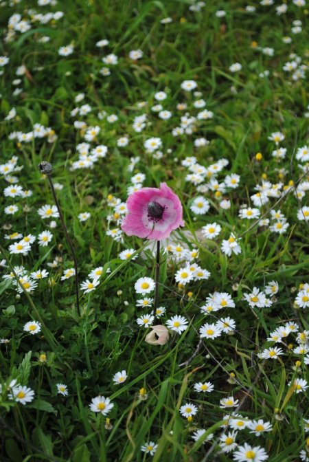 Cemre Suya Düştü, Dağ Laleleri Baharın Müjdesini Verdi