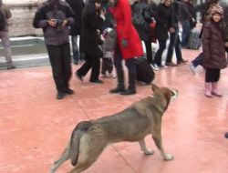 Ölü Taklidi Yapan Köpek İlgi Odağı Oldu