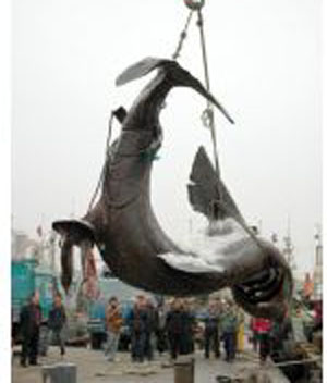 Dev Köpekbalığı Ağlara Takıldı..