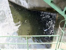 Büyükçekmece'de Milyonlarca Balık Ölümle Burun Buruna