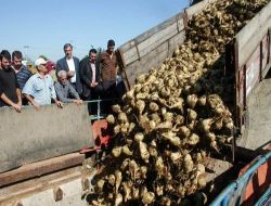 Adapazarı Şeker Fabrikası, 2009 Kampanya Döneminde 63 Bin Ton Şeker Üretecek