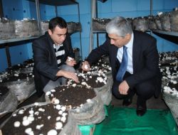 Viranşehirliler Mantar Yetiştiriciliğine Büyük İlgi Gösteriyor