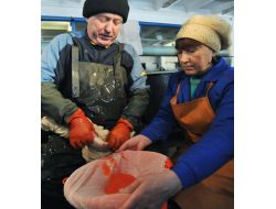 Artık Balıkları Öldürmeden Havyarlarını Çıkartıyor!