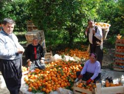 Narenciye Sumbas'ta Üreticileri Sevindiriyor