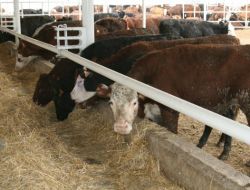 Konya Şeker'in Uruguay’dan İthal Etiği 3 Bin Angus Geldi