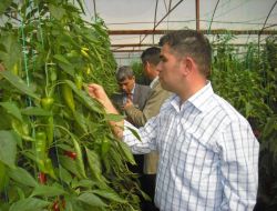 Demre'deki Seralarda Biyolojik Mücadele Dönemi Başladı