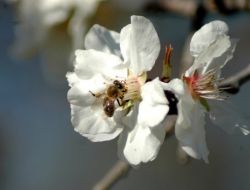 Üçüncü cemre toprağa düştü