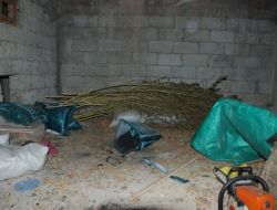 Alaplı’da 25 Kilo Esrar Ele Geçirildi!