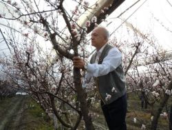 Adana’da Şeftali Ağaçları Çiçek Açtı