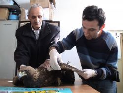 Alçak Uçuş Yapan Kartalın Kanadı Kırıldı