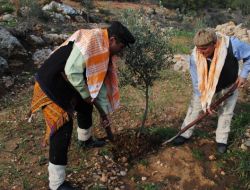 Harnup Ve Zeytin Manavgat'ın Toprak Yapısına En Uygun Meyve