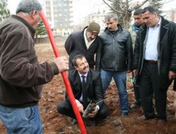 Midyat’ta Çiftçilere 11bin Meyve Fidanı Dağıtıldı