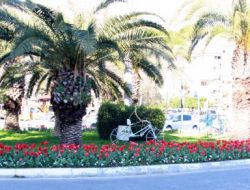 Alanya’da Baharın Müjdecisi Laleler Çiçek Açtı
