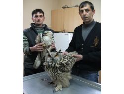 Yaralı Baykuş Ve Şahin Tedavi Altına Alındı