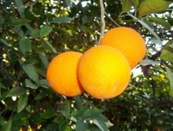 Narenciye Ve Zeytin Üreticisi Yağmura Sevindi
