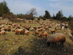Yetiştiriciler, Koyunlarını Yaylaya Bir Ay Önce Çıkmak İstiyor