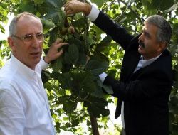 Ordu İncir İhracatına Hazırlanıyor