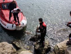 Ceset Sanılan Cisim Ölmüş Caretta Kaplumbağası Çıktı