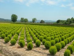 Alım Garantili Fidan Yetiştiriciliği İş Kapısı Oldu