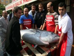 Hamsi Ağına Takılan Dev Balıklar İlgi Odağı Oldu