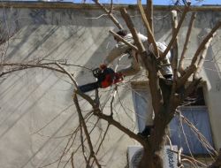Siirt'te Ağaç Budama Çalışmaları Başladı