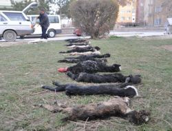 Tarım İl Müdürlüğü'ne Kızdı, Ölen Oğlaklarını Çocuk Parkında Teşhir Etti